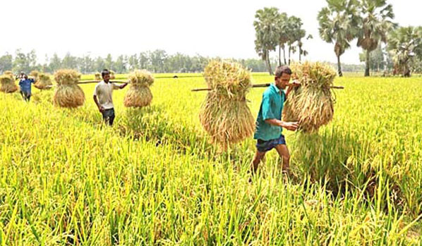 হাওরে ধান কাটা শুরু | সারা সপ্তাহের খবর